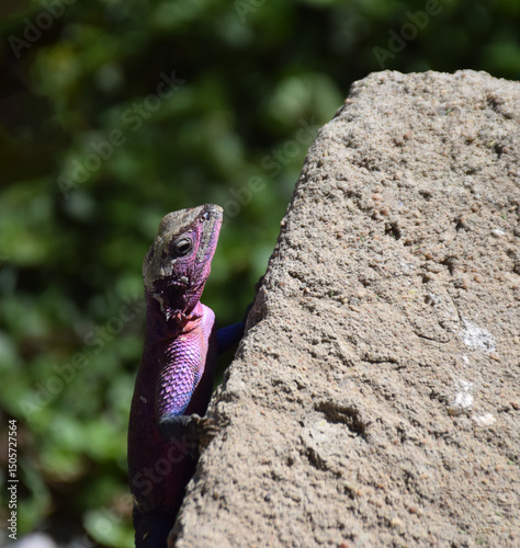 Lizard on the rock