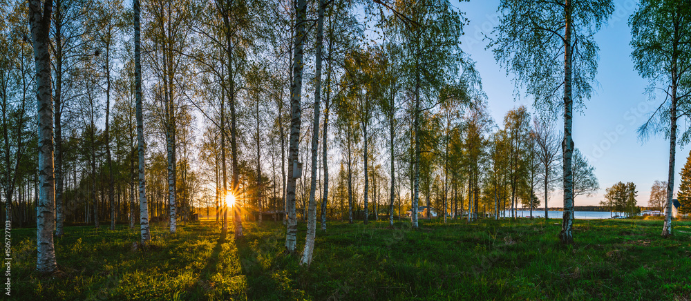 Obraz premium Golden sunset shining through birch trees in the Swedish countryside during White Nights, creating a magical atmosphere with a lake in the background.