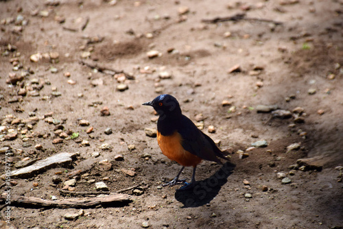 Hildebrandt's Starling On The Ground