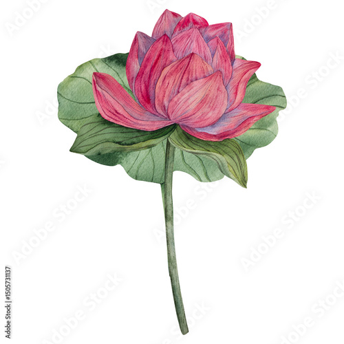 Wallpaper Mural Hand drawn lotus watercolor illustration with blooming pink flower buds and green leave. Watercolor style. Natural color palette. Perfect for eco projects, spa, prints, packaging, invitations, decor Torontodigital.ca