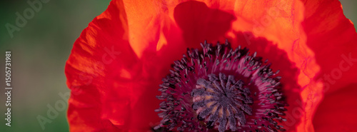Close-Up of a Vibrant Red Poppy Flower in Bloom