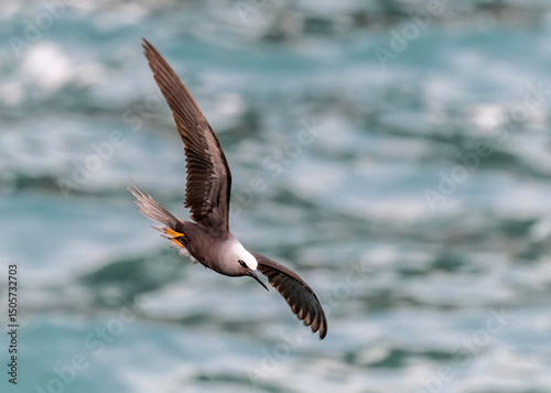 The brown noddy (Anous stolidus) is a tropical seabird with a worldwide distribution, ranging from Hawaii to the Tuamotu Archipelago and Australia in the Pacific Ocean photo