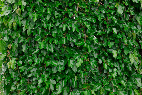 Dense Green Leafy Foliage Covering Wall in Outdoor Natural Environment