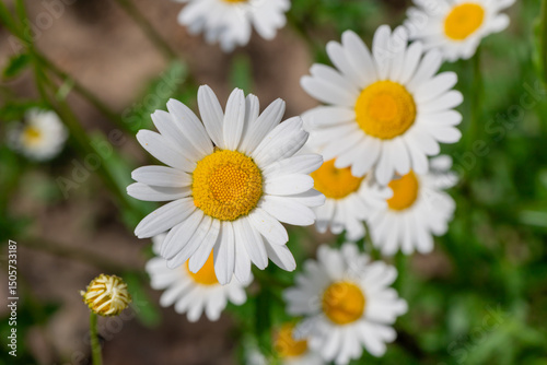Close-Up of Blooming White Daisies in a Lush Green Meadow
