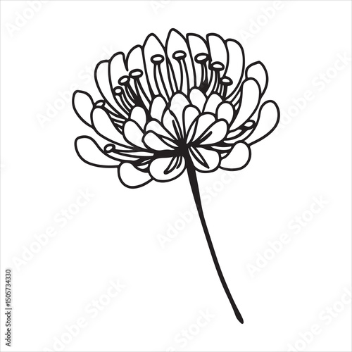 Pincushion Flower Elegance – Delicate Blooms in Garden Harmony