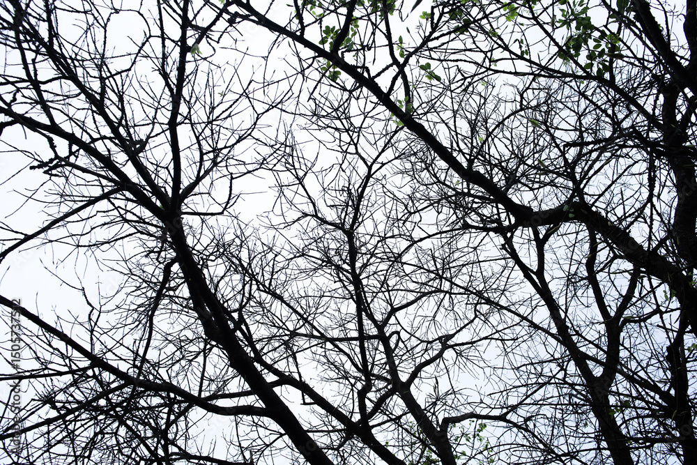 branches of a tree branches of a tree