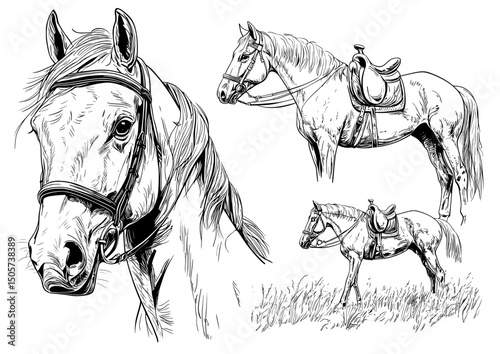 A set of horses rendered in black and white through modern hand drawing techniques
