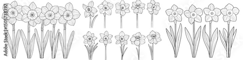 A black and white narcissus flower is depicted in a modern isolated sketch illustration