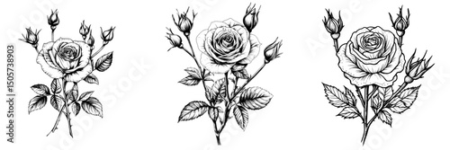 The image features a modern rose flower isolated on a white background, complete with hand-drawn contour lines and strokes for a unique design element