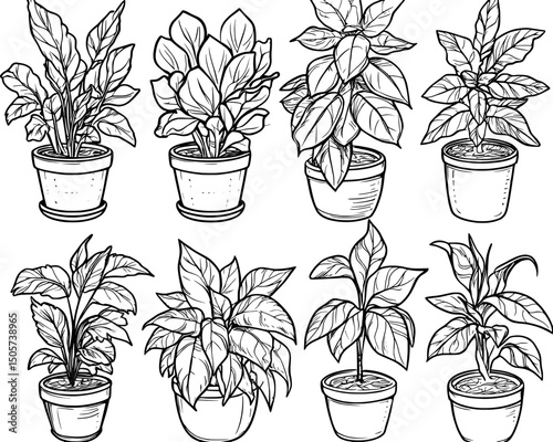 Modern hand drawn outline black and white sketch illustration of houseplants in hanging flowerpots and pots