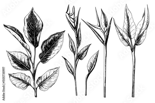 The current set of strelitzia drawings features hand-drawn black and white designs