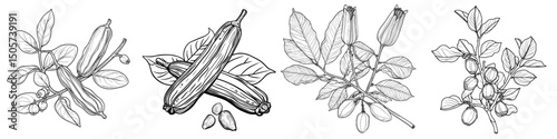 Chickpeas depicted in a modern isolated graphic sketch with black and white hues