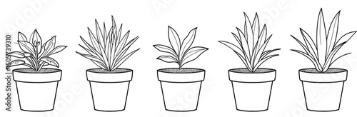 Flowerpots containing houseplants, depicted as modern hand-drawn outlines in a black and white sketch illustration isolated on a white background, representing design elements and an ecology concept