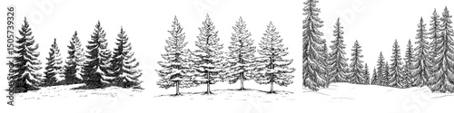 A fir forest graphic is depicted in a modern black and white landscape sketch illustration