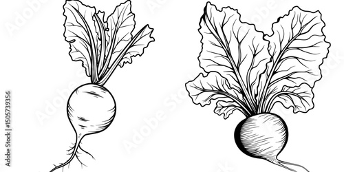 A minimalist black linear sketch of a growing beet plant in continuous line art drawing style, isolated on a white background, featuring a simple beetroot design