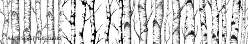 Birch trees are set against a modern background in a hand-drawn illustration with a sketch style, serving as a nature template