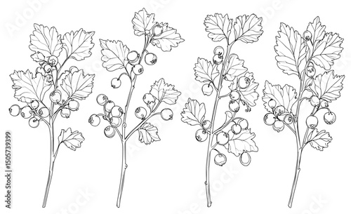 The illustration is a modern sketch style depiction of hand drawn blueberry branches with berries, set against a white background as isolated black botanical design elements
