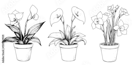 Modern hand drawn sketch illustration of potted blooming houseplants, isolated on white background, in home flowers in pots