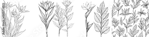 Bird of paradise, strelitzia reginae flowers and leaves, depicted in a hand drawn black line sketch style, set against a white background, showcasing modern tropical illustration