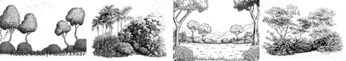 Modern illustration of a jungle rain forest landscape in black and white graphic sketch
