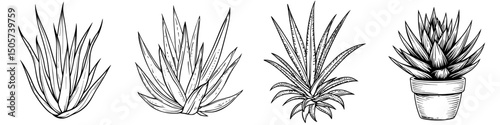 Modern isolated illustration of aloe vera in black and white graphic art