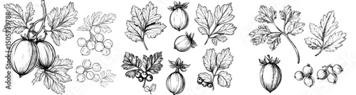 The set includes a hand-drawn sketch of a gooseberry branch, leaf, and berry in black and white, presented in a modern illustration style, and is also known as Dewberry, ideal for use on labels,