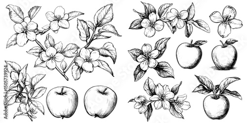Hand-drawn apples are illustrated in a vintage sketch style, emphasizing organic eco food with a range of pieces such as whole, sliced, and half apples, leaves, flowers, and intricately engraved