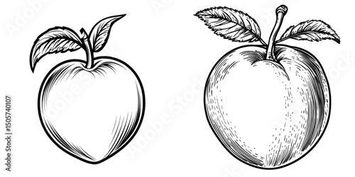 Hand drawn peaches, both whole and sliced, are depicted on a white background and include accompanying leaves