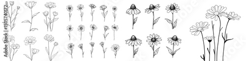 A modern line art set featuring wildflower daisies is paired with a collection of flower doodles and botanical illustrations of herbal and meadow plants, including grass, all on a white background