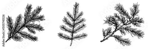 The modern style Christmas linear element features a floral hand-drawn pine, fir branch modern illustration, an elegant spruce twig silhouette isolated on white background, and a cedar branch line