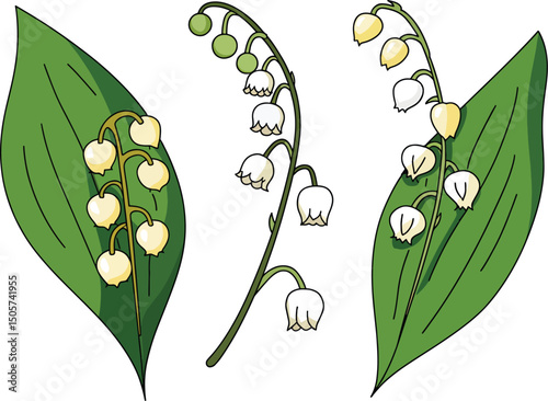 Lily of the valley illustration three botanical drawings
