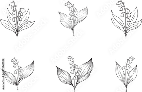 Six line drawings of lily of the valley flowers