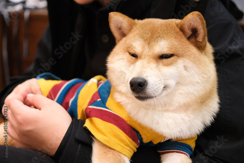 Fotomural Japanese Shiba Inu dressed in dog clothing, cozily nestled in a person's arms