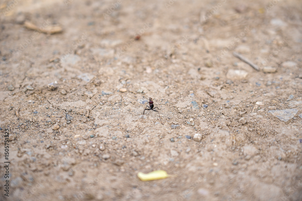 Lonely ant in the desert Lonely ant in the desert
