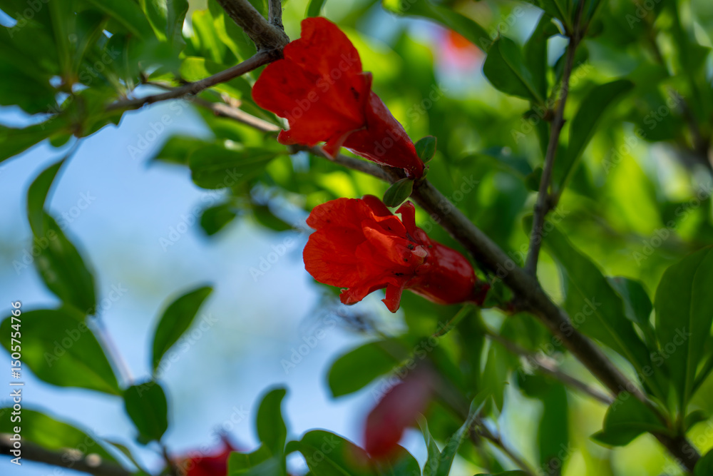 Pomegranate Blossom։ Nature’s Timeless Beauty Pomegranate Blossom։ Nature’s Timeless Beauty