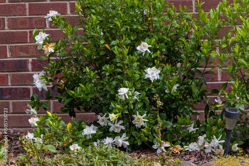 The cape jasmine (Gardenia jasminoides) commonly known as gardenia is an evergreen flowering plant . Shrub with its shiny green leaves and heavily fragrant white summer flowers.