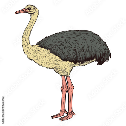 ostrich, animal, vector, transparent background, bird, wildlife, beak, wild, zoo, feather, nature, feathers, large, big, fauna, birds, isolated, neck, farm