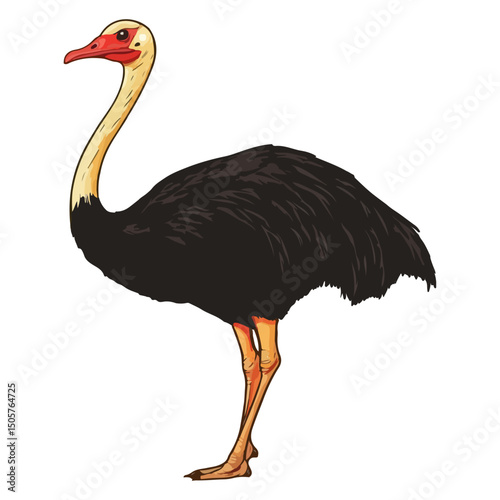 ostrich, animal, vector, transparent background, bird, wildlife, beak, wild, zoo, feather, nature, feathers, large, big, fauna, birds, isolated, neck, farm