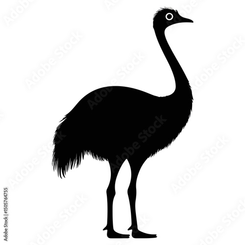 ostrich, animal, vector, transparent background, bird, wildlife, beak, wild, zoo, feather, nature, feathers, large, big, fauna, birds, isolated, neck, farm