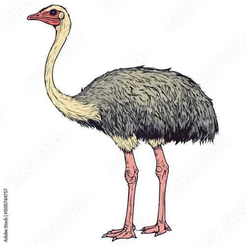 ostrich, animal, vector, transparent background, bird, wildlife, beak, wild, zoo, feather, nature, feathers, large, big, fauna, birds, isolated, neck, farm