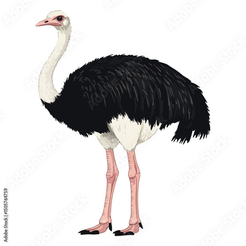 ostrich, animal, vector, transparent background, bird, wildlife, beak, wild, zoo, feather, nature, feathers, large, big, fauna, birds, isolated, neck, farm