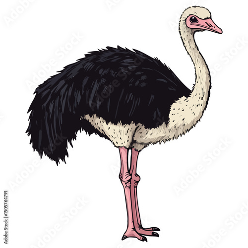 ostrich, animal, vector, transparent background, bird, wildlife, beak, wild, zoo, feather, nature, feathers, large, big, fauna, birds, isolated, neck, farm