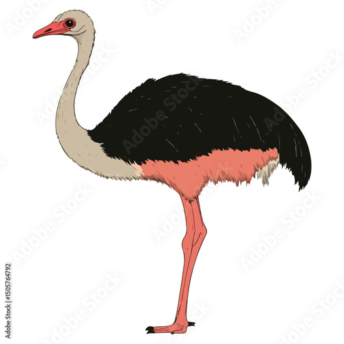 ostrich, animal, vector, transparent background, bird, wildlife, beak, wild, zoo, feather, nature, feathers, large, big, fauna, birds, isolated, neck, farm