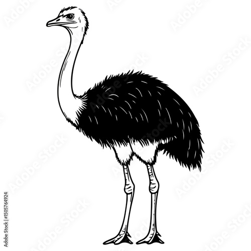 ostrich, animal, vector, transparent background, bird, wildlife, beak, wild, zoo, feather, nature, feathers, large, big, fauna, birds, isolated, neck, farm