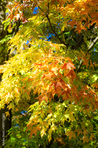 maples leaves of yellow, orange and green