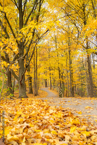 autumn in the forest along a path