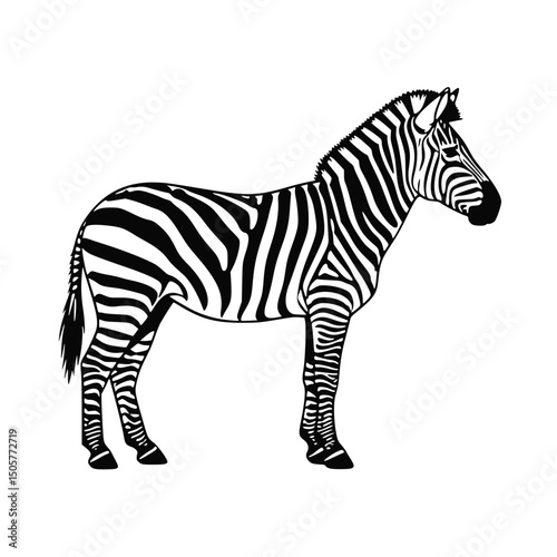 Plains zebra illustration, black and white, for educational purposes