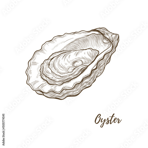 Vector oyster shell line art illustration, graphic line mollusk. Opened oyster sea food. Engraving. Ingredient. Great for menu designs, Ideal for menus, food branding, packaging and summer designs