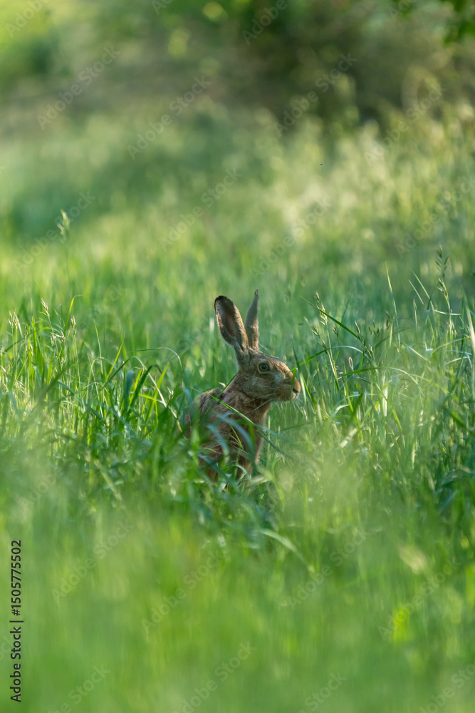 Obraz premium Ein Hase zwischen langen Grashalmen auf einer Wiese