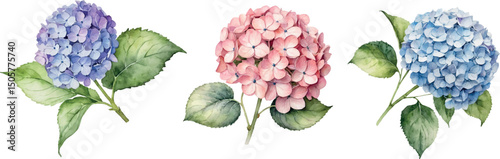 Watercolor Painting of Hydrangea. Isolated on a White Background.  Violet, Pink and Blue Hortensia Vector Clipart.